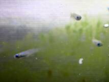 【アクアリウムのある暮らし】(取寄)(淡水魚) アフリカンランプアイ 50匹 サンプル画像 小型魚 熱帯魚 水草_画像3