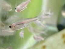 【アクアリウムのある暮らし】(淡水魚) グローライトテトラ 1匹 サンプル画像 小型魚 熱帯魚 水草_画像2