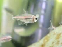 【アクアリウムのある暮らし】(淡水魚) グローライトテトラ 5匹 サンプル画像 小型魚 熱帯魚 水草_画像3