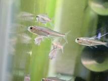 【アクアリウムのある暮らし】(淡水魚) グローライトテトラ 5匹 サンプル画像 小型魚 熱帯魚 水草_画像1