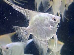 【アクアリウムのある暮らし】(淡水魚) ブルーエンゼルフィッシュ1匹 サンプル画像 熱帯魚 エンゼルフィッシュ