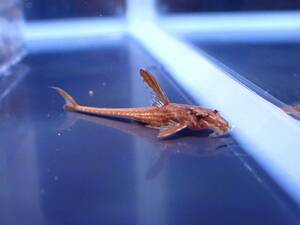 【アクアリウムのある暮らし】(淡水魚) リネロリカリアsp.レッド 1匹 サンプル画像 熱帯魚