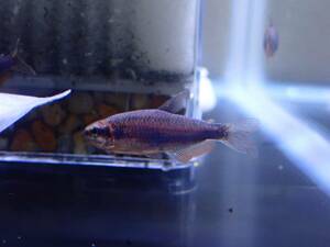 【アクアリウムのある暮らし】(淡水魚/カラシン) インパイクティスケリー スーパーブルー 1匹 サンプル画像 熱帯魚