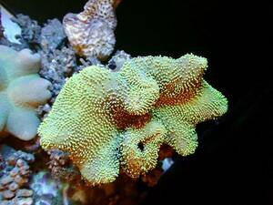[ aquarium. exist living ]( coral ) oo umi mushrooms green individual sale ±15-20cm saltwater fish soft coral 