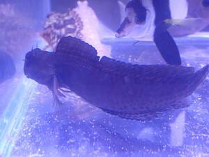 【アクアリウムのある暮らし】(海水魚)カエルウオSP.1匹 個体販売 大型魚 熱帯魚 サンゴ