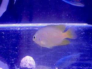 【アクアリウムのある暮らし】(海水魚)ネッタイスズメダイ 1匹 個体販売 大型魚 熱帯魚 サンゴ