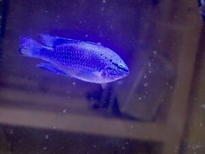 【アクアリウムのある暮らし】(海水魚)ルリスズメダイ 1匹 サンプル画像 大型魚 熱帯魚 サンゴ