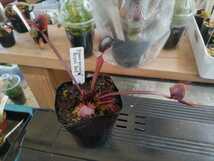 【食虫植物】ハエトリグサ（ハエトリソウ）ロイヤルレッド　Dionaea muscipula　Royal Red_画像5