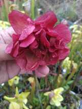 【食虫植物】サラセニア　八重咲き　№15（Y'sナンバー）【花なし】_画像7