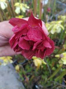 【食虫植物】サラセニア　八重咲き　№15（Y'sナンバー）【花なし】