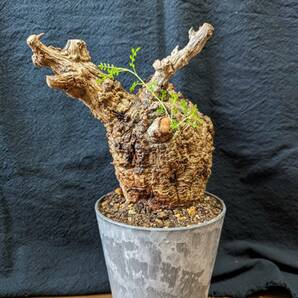 【発根済み株4】オペルクリカリアパキプス 塊根植物の画像1