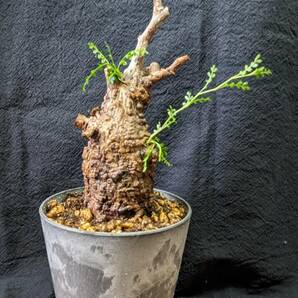 【発根済み株7】オペルクリカリアパキプス 塊根植物の画像1