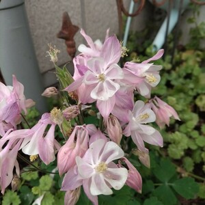 種　オダマキ種　お花17個分