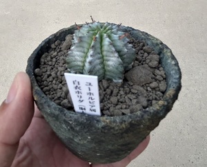 ユーフォルビア 白衣ホリダ Euphorbia horrida