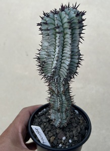 ユーフォルビア 宇田ゼブラホリダ Euphorbia horrida