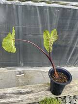 Green ＂r＂ コロカシア・ホワイトラヴァColocasia esculenta ‘White Lava’_画像5