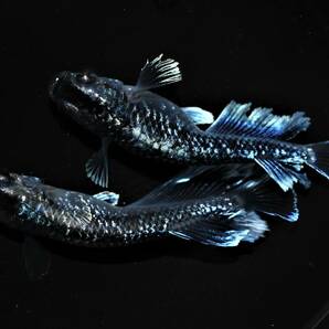 【メダカ めだか】ミッドナイトフリル ラメx体外光 稚魚8匹  N-11 の画像6