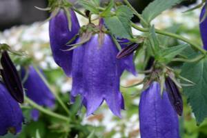  blue flower ho tarub black,3 pot, blooming expectation stock,9cm pot making ..