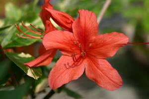 . go in yama azalea, flower ...,. leaf stability do go in .,. red flower,. height 30cm rom and rear (before and after),13.5cm pot **