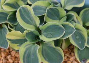  hosta *. wheel mouse ia-,4 pot,.tokdama. improvement kind, thickness meat small size,10,5cm pot ....