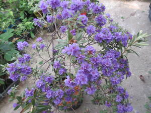  blue flower Mini rhododendron *hipofaeoites, blooming middle,. height 60cm,25cm potted plant included 