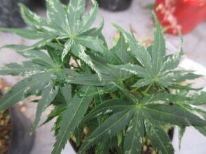 momiji*. go in Mikawa, connection . tree,. height approximately 10cm,10,5cm pot making .5-17-2