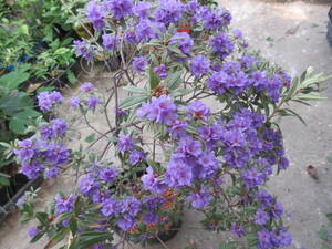 青花ミニシャクナゲ・ヒポファエオイデス、花終わり、草丈６０ｃｍ、２５ｃｍ鉢植え込み