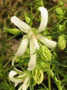  white flower white thread ho tarub black,3 pot, blooming expectation stock,9cm pot making ..