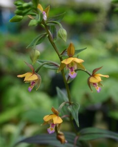 カキラン、２鉢、開花見込株★★