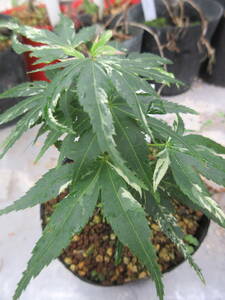 momiji*. go in Mikawa, connection . tree,. height approximately 10cm,10,5cm pot making .5-17-1