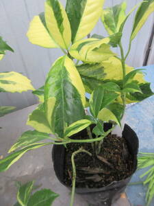 . go in spotted laurel * length pcs temple,. height approximately 20cm,13,5cm pot making ..5-17-2
