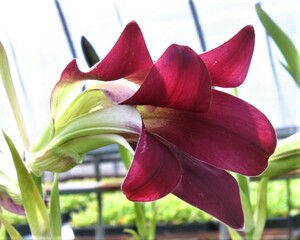 紅花ウバユリ・３鉢、1年栽培後開花見込球、栽培球、１０，５cmポット植え込み★★