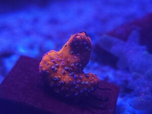 sunset montipora フラグ コモン SPS