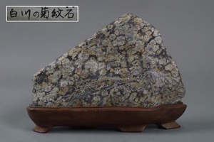  chrysanthemum . stone chrysanthemum stone pcs attaching width 21,5cm weight approximately 1,9kg flower . stone suiseki st tray stone appreciation stone natural stone small . skill old work of art goods [c576]