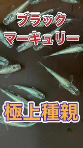 ブラックマーキュリーめだかの卵20個＋@極上種親・ラメめだか・メダカ・めだか