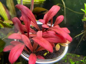 水草　Samolus Parviflorus ‘Red’ 1株　水中葉　赤系　無農薬