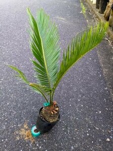 5/3 photographing reality goods!. iron * cycad 3.5 number ..*...* resort garden tree *( product number GRP)[ postage M]