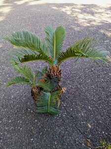 5/3 photographing reality goods!. iron * cycad 7 number ..*...* resort garden tree *( product number GRA)