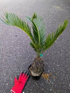 5/3 photographing reality goods!. iron * cycad 4 number ..*...* resort garden tree *( product number GRO)[ postage M]