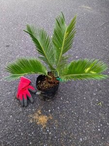 5/3 photographing reality goods!. iron * cycad 4 number ..*...* resort garden tree *( product number GRR)[ postage M]