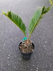 5/3 photographing reality goods!. iron * cycad 5 number ..*...* resort garden tree *( product number GRV)[ postage M]