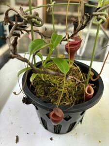 2 stock Nepenthes jamban Nepenthes Jean van meal insect plant 