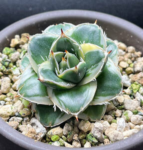 アガベ ピンキー　王妃笹の雪A型白覆輪　カキ仔（７個）付き　Agave filifera 'Pinky'　