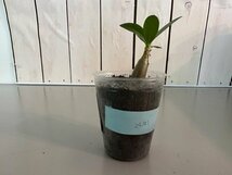 アデニウム 　アラビカム　ブラックステム　ビザールプランツ塊根植物　2.5号_画像4