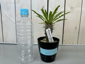 ■パキポディウム　ラモスム　塊根植物　コーデックス　3.5号