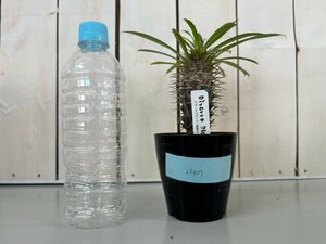 ■パキポディウム　ラメリー　塊根植物　コーデックス　3.5号