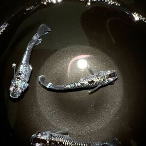 【MEDAKA salon REINCA】現物出品 ミッドナイトフリルラメ 種親 3匹 現物個体 の画像1