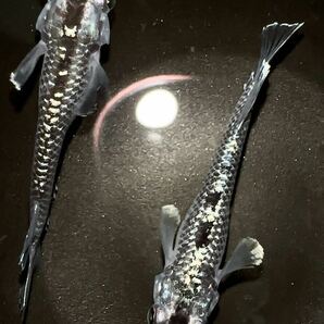 【MEDAKA salon REINCA】現物出品 ミッドナイトフリルラメ 種親 3匹 現物個体 の画像2