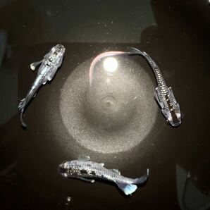 【MEDAKA salon REINCA】現物出品 ミッドナイトフリルラメ 種親 3匹 現物個体 の画像3
