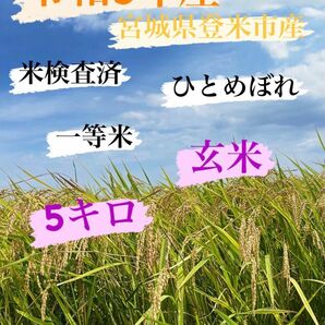 玄米　5キロ　令和5年産　ひとめぼれ　一等米　宮城県登米市中田町